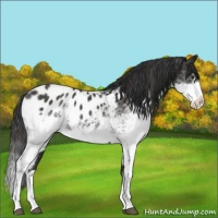 Horse Color:White Spotted Liver Chestnut Splash Appaloosa 