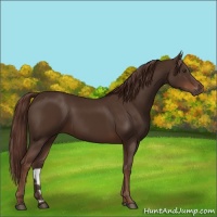 Horse Color:Liver Chestnut 