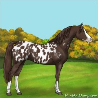 Horse Color:Liver Chestnut Splash Appaloosa