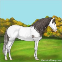 Horse Color:Liver Chestnut Splash Snowcap 