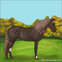 Horse Color:Liver Chestnut Rabicano 
