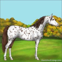Horse Color:Liver Chestnut Sabino Appaloosa 