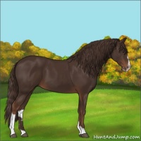 Horse Color:Liver Chestnut Sabino 