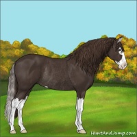 Horse Color:Liver Chestnut Sabino Splash Rabicano 