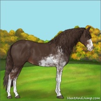 Horse Color:Liver Chestnut Sabino 