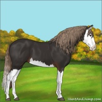 Horse Color:Liver Chestnut Splash 