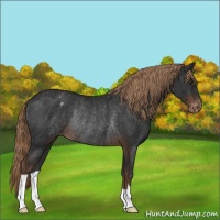 Horse Color:Liver Chestnut Varnish Rabicano