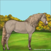 Horse Color:Liver Red Dun 