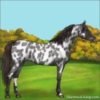 Horse Color:Liver Red Roan Appaloosa 