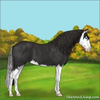 Horse Color:Liver Chestnut Sabino Splash Appaloosa 