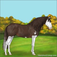 Horse Color:Liver Chestnut Sabino Splash