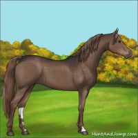 Horse Color:Liver Chestnut 