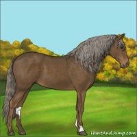 Horse Color:Chocolate Palomino 