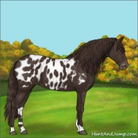 Horse Color:Liver Chestnut Appaloosa 
