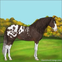 Horse Color:Liver Chestnut Sabino Splash Appaloosa 
