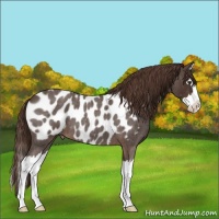 Horse Color:Liver Red Roan Sabino Splash Appaloosa