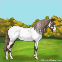 Horse Color:Liver Chestnut Frame Near Fewspot 