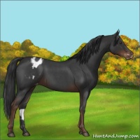 Horse Color:Liver Red Roan Varnish