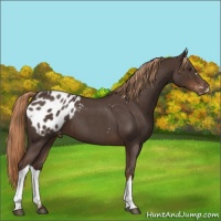 Horse Color:Liver Red Roan Appaloosa