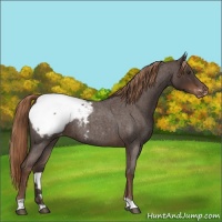 Horse Color:Liver Red Roan Snowcap 
