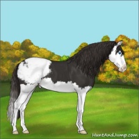 Horse Color:Liver Chestnut Splash Snowcap 