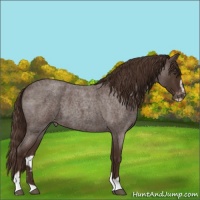Horse Color:Liver Red Roan Sabino Appaloosa