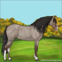 Horse Color:Liver Red Dun Roan Sabino Varnish