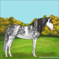 Horse Color:White Spotted Liver Chestnut Splash Varnish Rabicano 