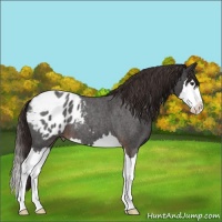 Horse Color:Liver Red Roan Splash Appaloosa