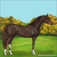 Horse Color:Liver Chestnut 