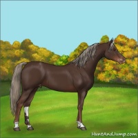 Horse Color:Liver Chestnut Varnish 