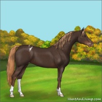 Horse Color:Liver Chestnut Appaloosa 
