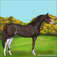 Horse Color:Liver Chestnut Sabino 