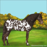 Horse Color:Liver Chestnut Appaloosa 
