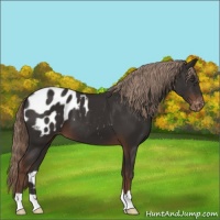 Horse Color:Liver Chestnut Appaloosa 