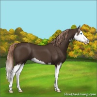 Horse Color:Liver Chestnut Splash 
