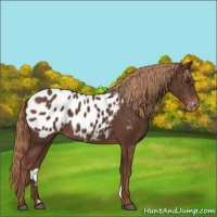 Horse Color:Liver Chestnut Appaloosa 