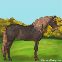Horse Color:Liver Chestnut Appaloosa Rabicano 