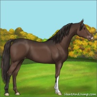 Horse Color:Liver Chestnut Varnish 