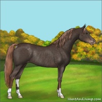 Horse Color:Liver Chestnut Varnish Rabicano 
