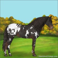 Horse Color:White Spotted Liver Chestnut Appaloosa