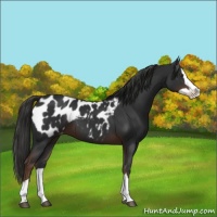 Horse Color:Liver Chestnut Splash Appaloosa 