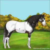 Horse Color:Liver Chestnut Splash Near Fewspot