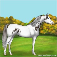 Horse Color:Liver Chestnut Splash Tobiano Leopard 