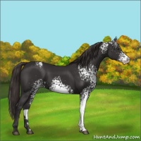 Horse Color:White Spotted Liver Chestnut Varnish 