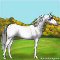 Horse Color:Liver Chestnut Sabino Snowcap