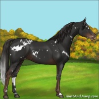 Horse Color:White Spotted Liver Chestnut Appaloosa 