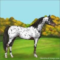 Horse Color:Liver Chestnut Appaloosa