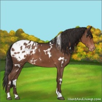 Horse Color:White Spotted Liver Chestnut Blanket 
