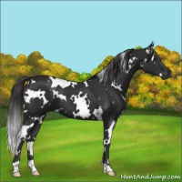 Horse Color:White Spotted Liver Chestnut 
